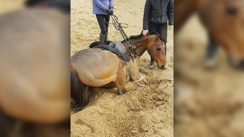 Horse stuck in sand