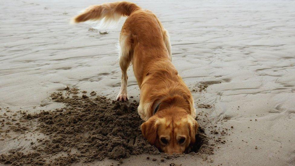 Eddie the golden retriever enjoying a day out on the beach at Southerndown near Bridgend