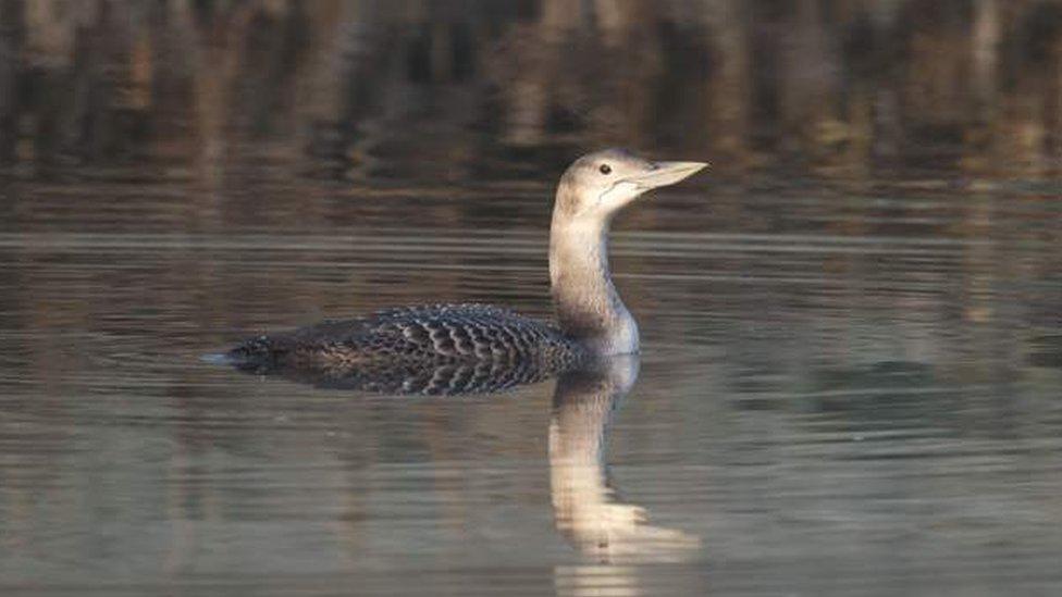 White-billed diver