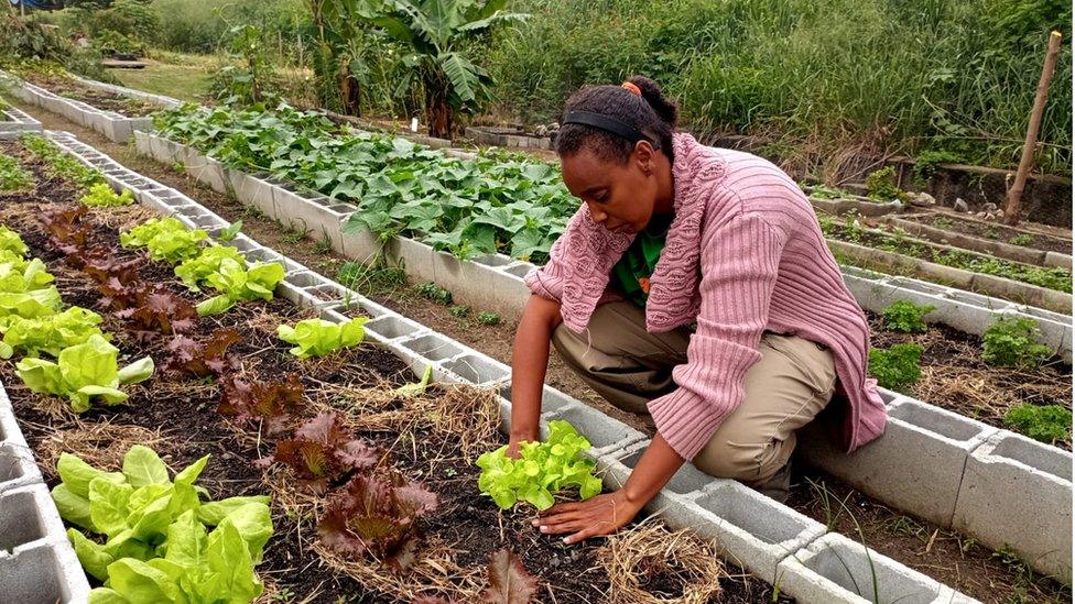 woman planting vegetables in a garden