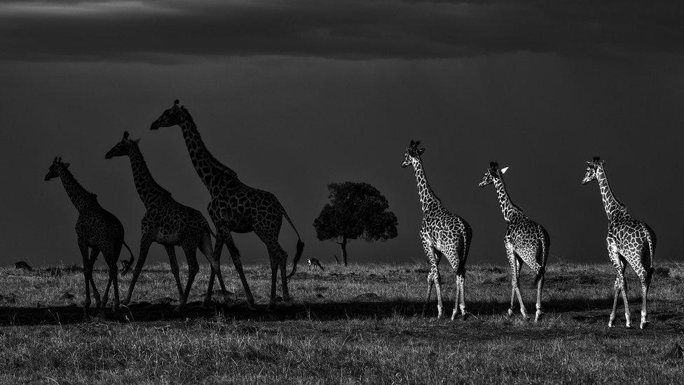 Giraffes