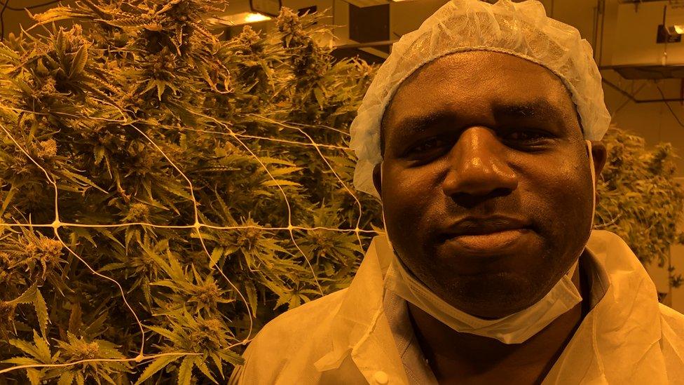 David Lammy next to cannabis plants