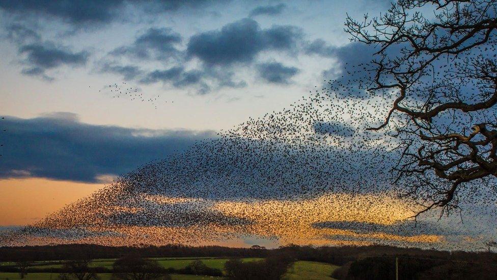 A murmuration of starlings at Bangor-on-Dee captured by Ian Humphreys