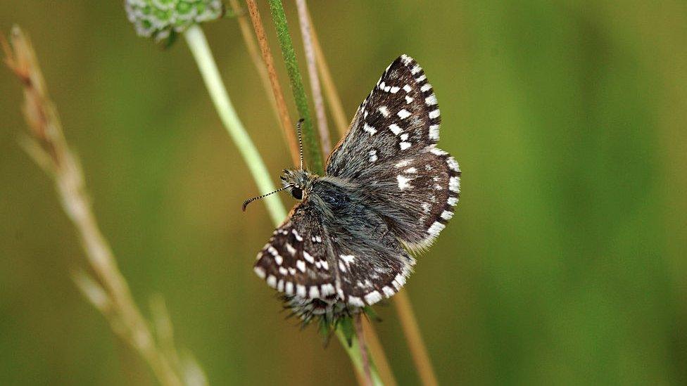 Grizzled Skipper