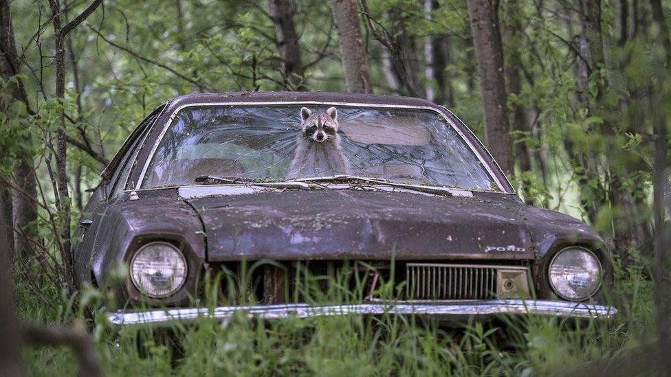 raccoon-in-car