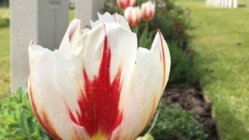 Tulips at Brookwood Military Cemetery