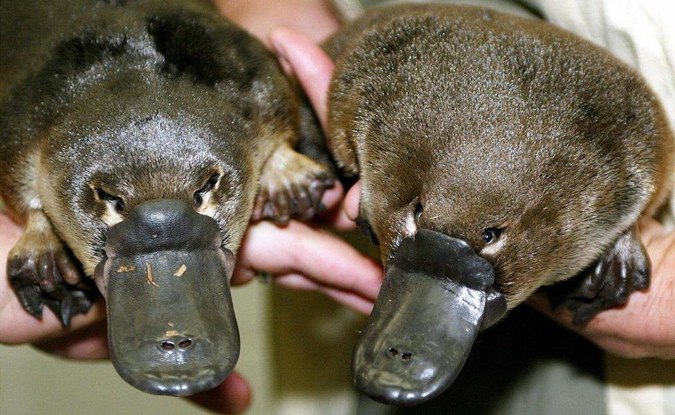 This File picture taken on 28 March 2003 shows the world's first twin baby platypuses born in captivity, at Taronga Zoo in Sydney.