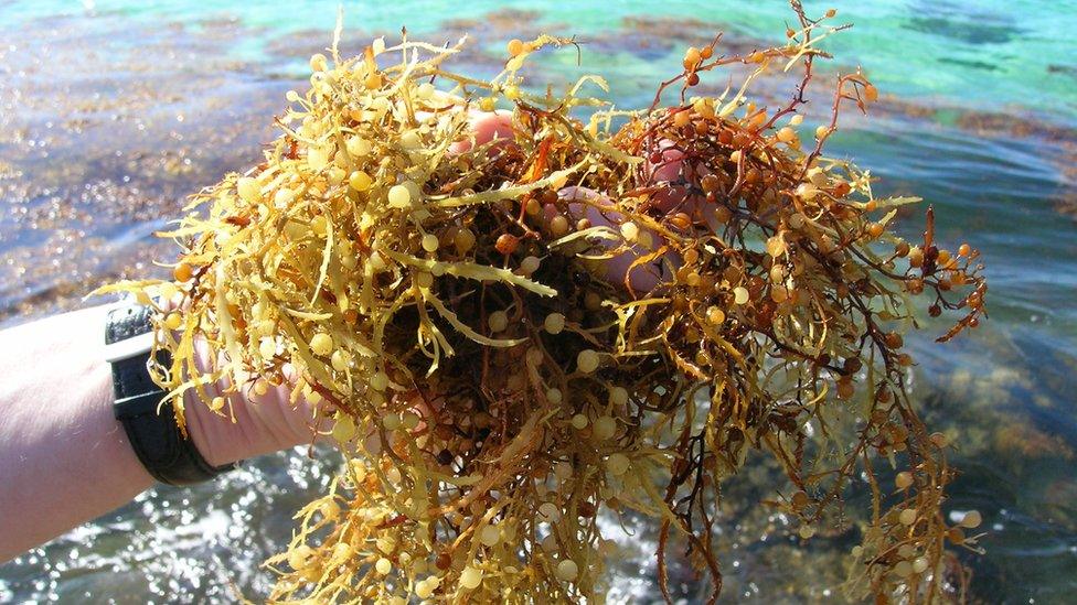 Close-up of someone holding Sargassum seaweed