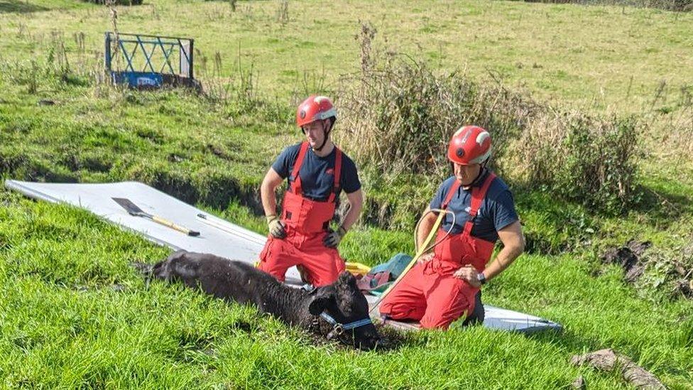 Calf stuck