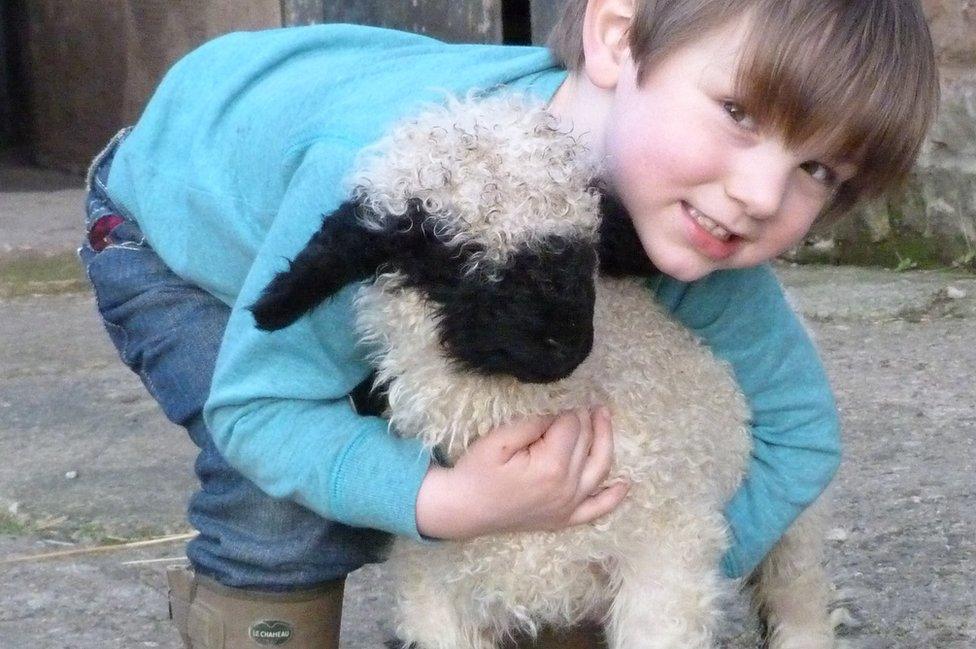 A boy with a Valais Blacknose