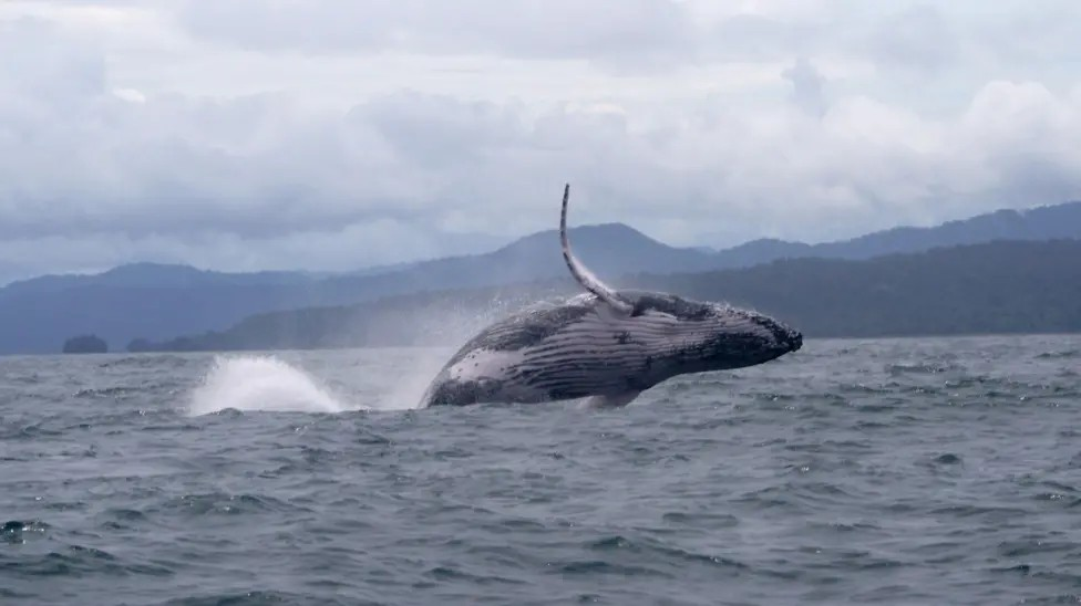 A humpback whale breaching out of the water.