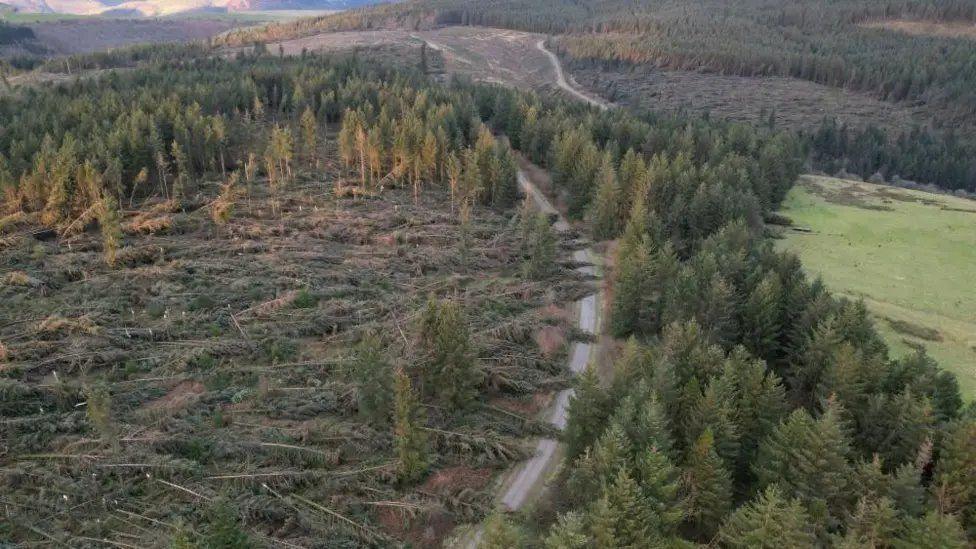 Coed wedi syrthio yn dilyn gwyntoedd cryf Storm Darragh