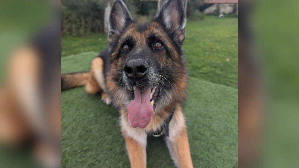 A German Shepherd dog with a wide open mouth and its tongue hanging out. It's lying down on some grass and looking straight at the camera.