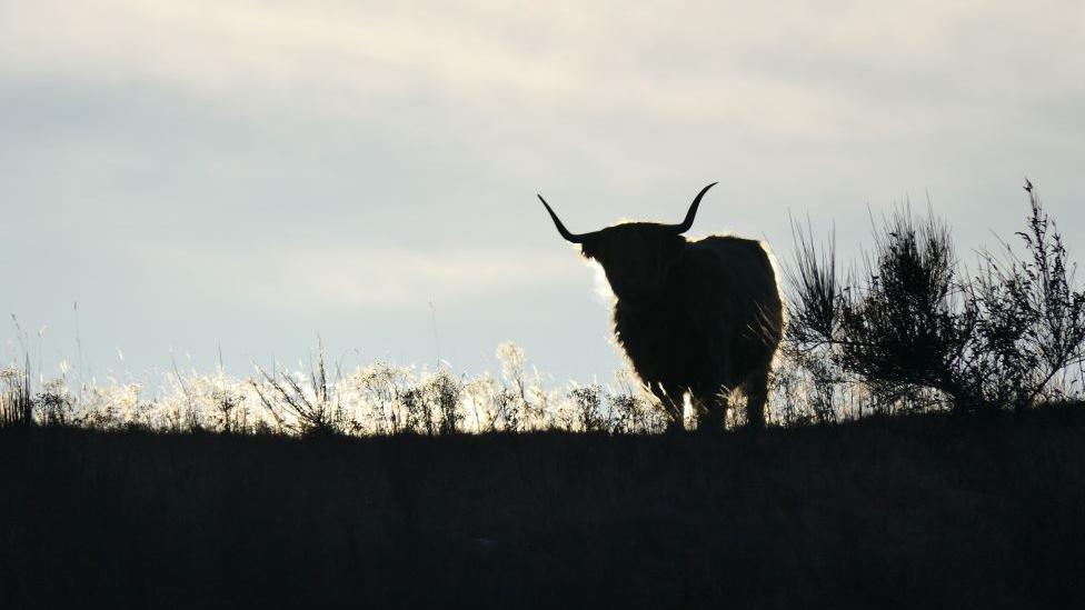 Highland cow with horns silhouetted against a light sky, standing on grassy ground.