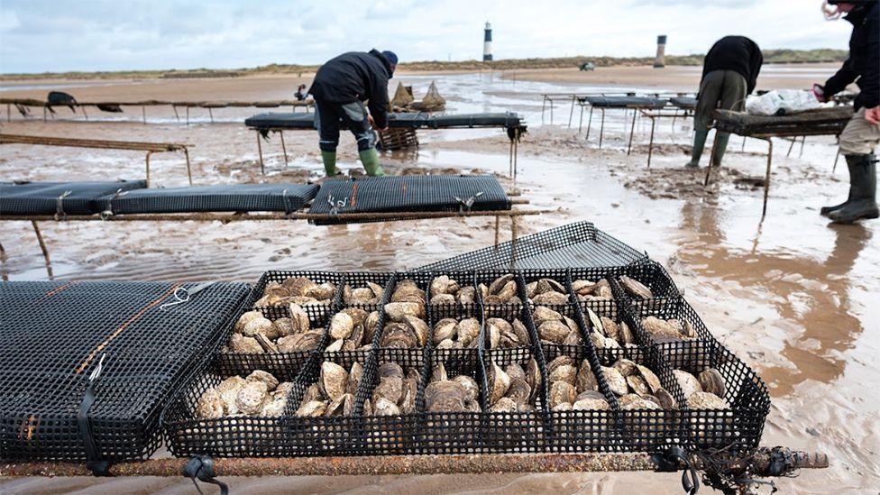 People working on trays of oysters on the beach near Spurn Point