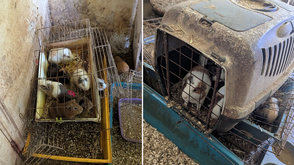 two images. On the left a cage stacked on a plastic box that is full of white and brown guinea pigs. on the right a white and brown guinea pig looks out of a cage stacked on top of another cage with a brown guinea pig