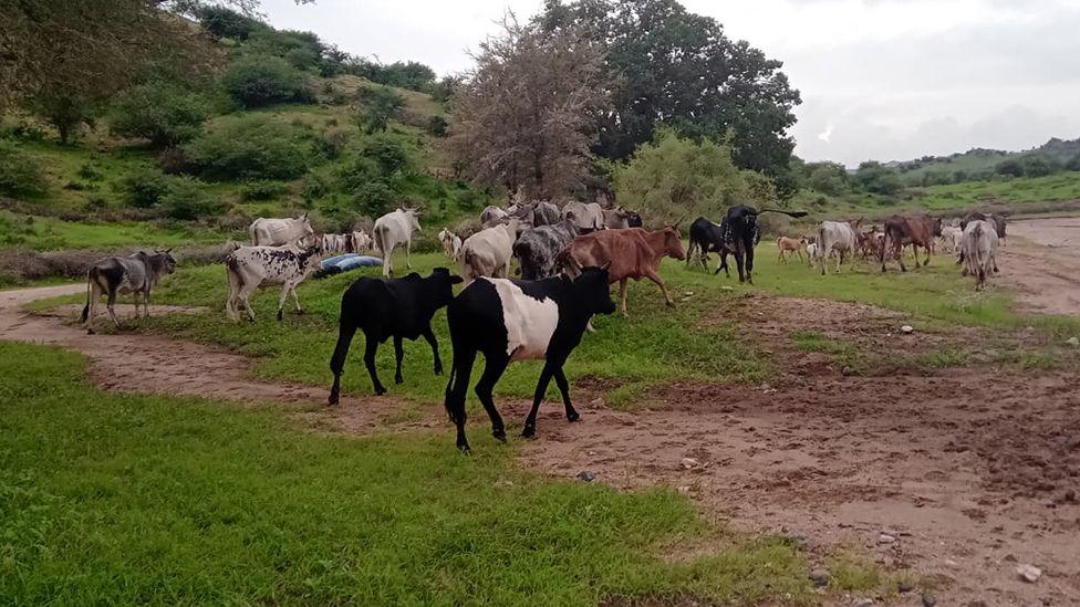 A heard of cows is walking away from the camera in a green landscape towards a muddy track.