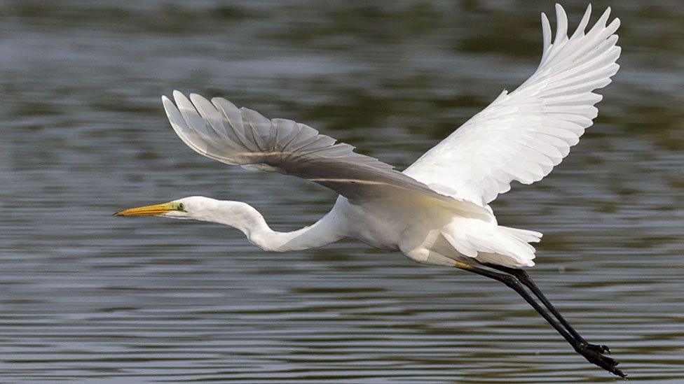 Great white egret, a while bird with a long neck and yellow beak. Its wings are outspread in flight and its black legs are swept behind. It is flying over grey-coloured water. 