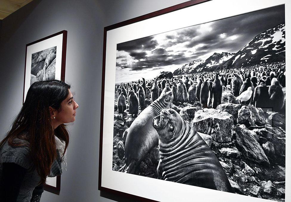 People look at photographs from Sebastiao Salgado realized in the Penisola of Valdes in Argentina (2004) in display on the occasion of the exhibition "Genesi" in the Reggia di Venaria in Turin, 21 March 2018.