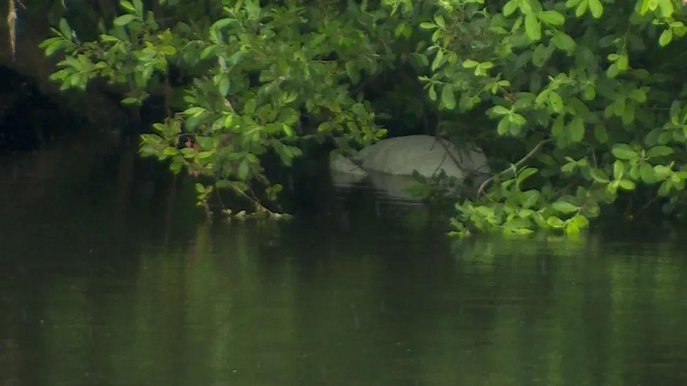 A dead swan in undergrowth at the edge of a riverver