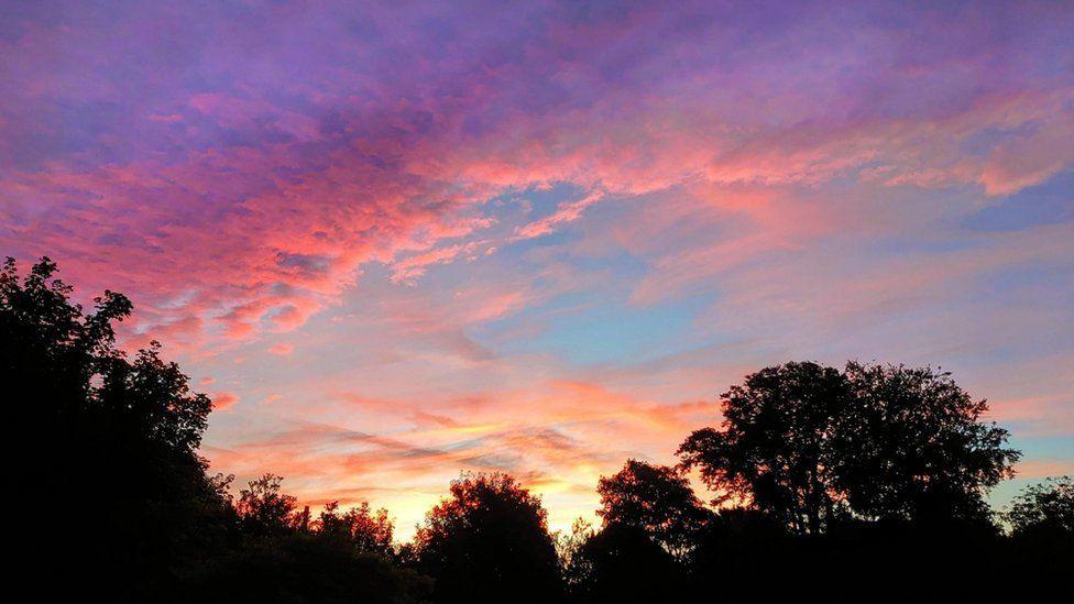 Black trees in silhouette with a thin layer of pink and purple clouds.