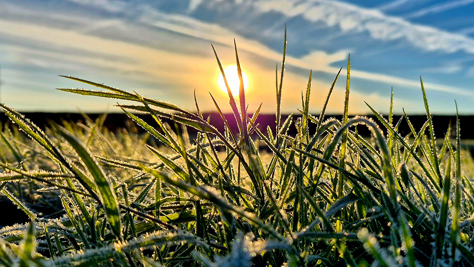 A close-up of frosty blades of grass in Oswestry. The sun is setting over a field in the distance