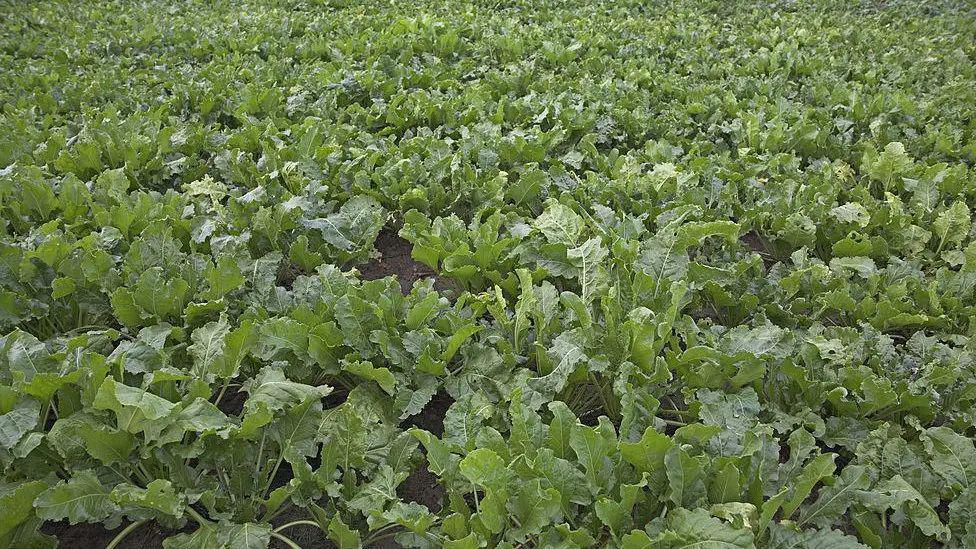 A field of sugar beet