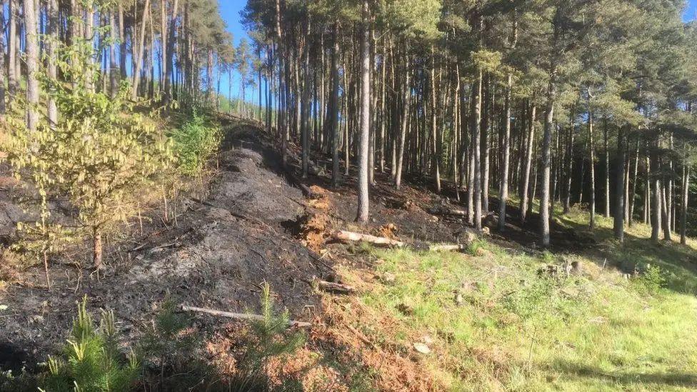 An area of burnt ground among pine trees in the Cairngorms National Park in Aberdeenshire.