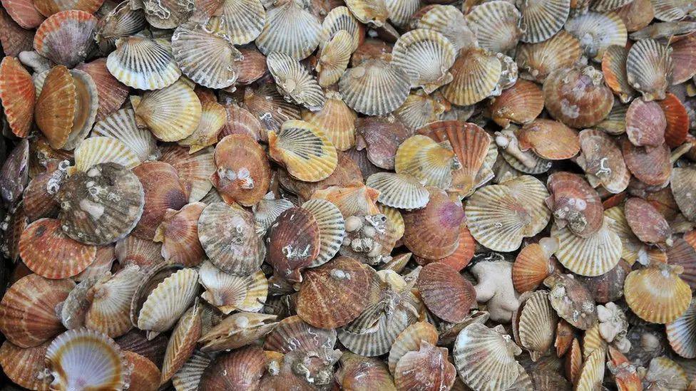 A close up of loads of King Scallops. They are a range of different colours, cream, yellow, grey and brown. Some have barnacles on them.
