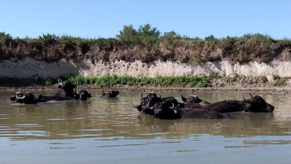 Water buffalo at Kingfishers Bridge nature reserve. The black animals, all with curved horns, are up to their necks and backs in a water. Behind them is the edge of the pond or wallow. Above that vegetation and sky.