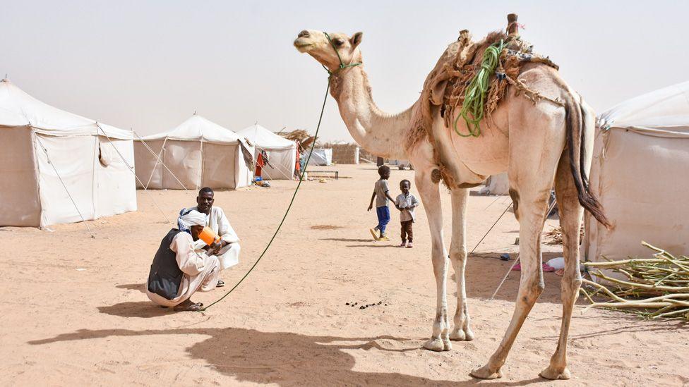 Një pamje e një deveje në kampin al-Afad, i cili strehon njerëz të zhvendosur nga rajonet Darfur dhe Kordofan. Një burrë që mban litarin e gjelbër të devesë qëndron ulur aty pranë në rërë për të pirë ujë nga një enë portokalli. Një burrë ulet pranë tij dhe pas tyre mund të shihen dy fëmijë dhe tenda të bardha.