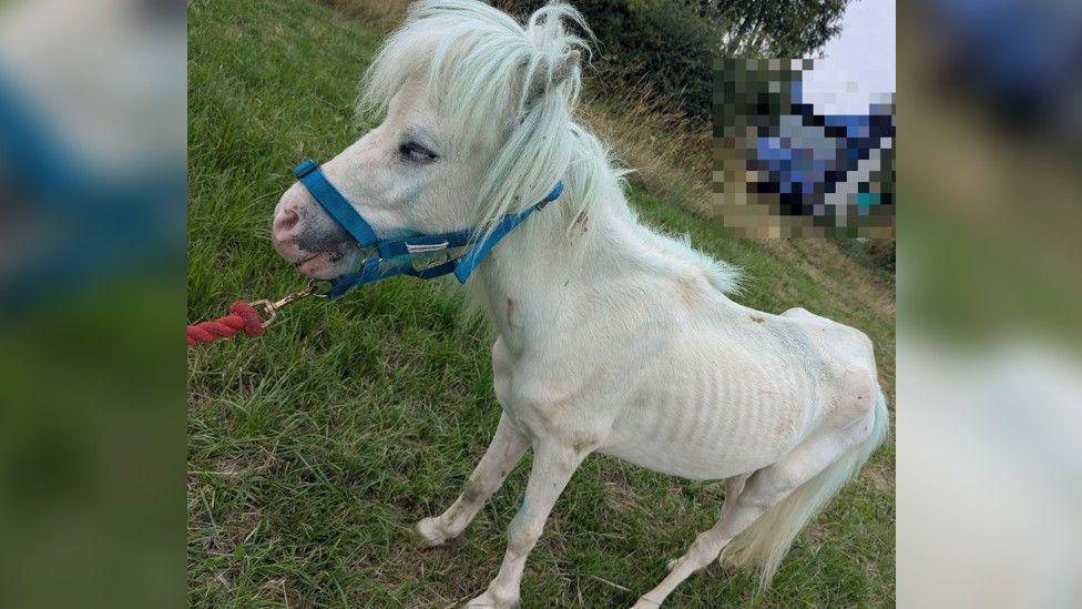 Emaciated white pony stood in a field