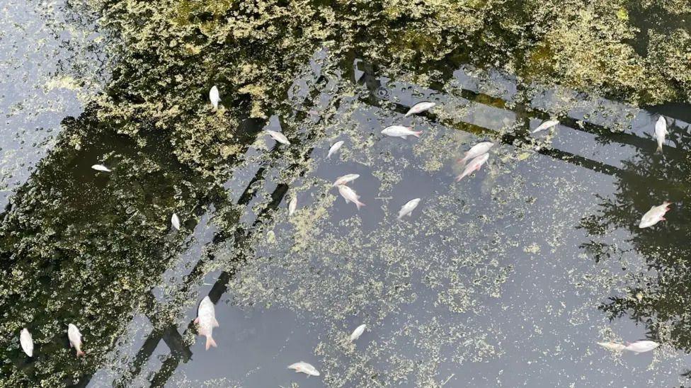 Dead fish in Skinner's Lock, near Cotgrave, from September 2024.