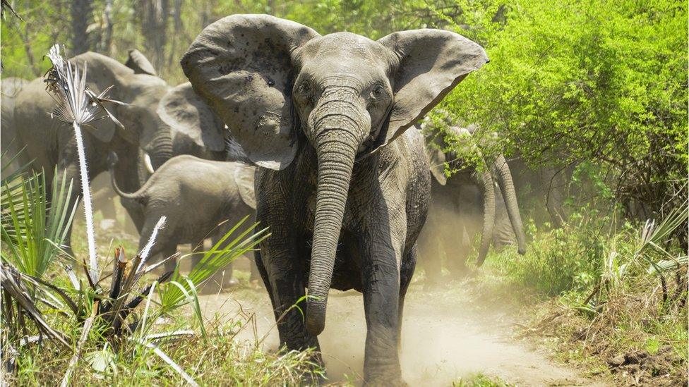 Matriarch defending the herd in Gorongosa National Park in Mozambique