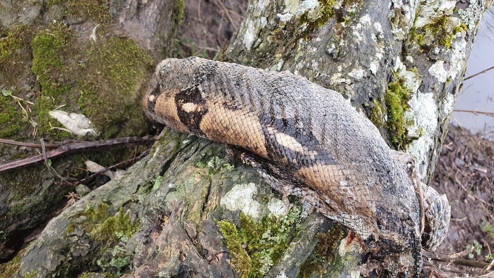 Remains of python on a river bank