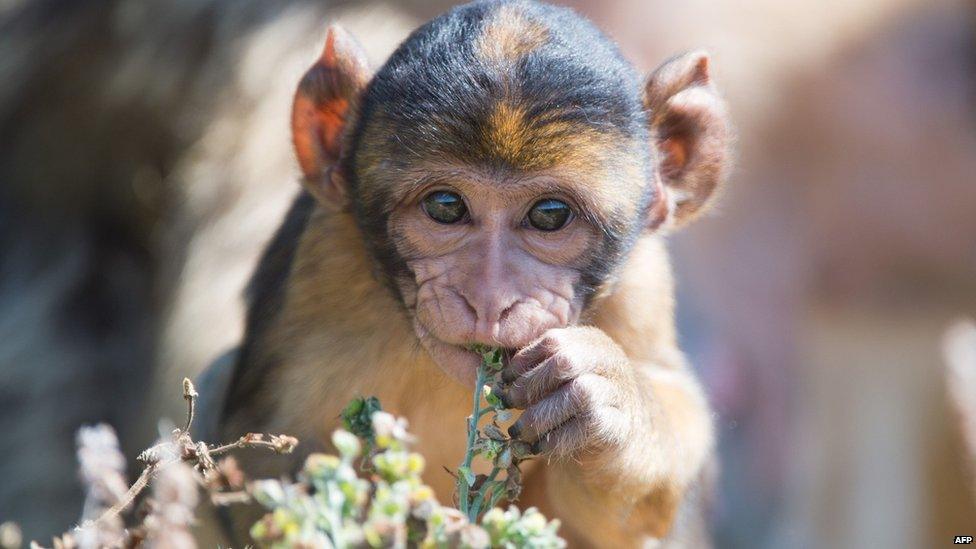 File photo: A young Barbary macaque