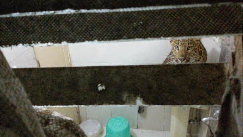 the leopard through the bathroom