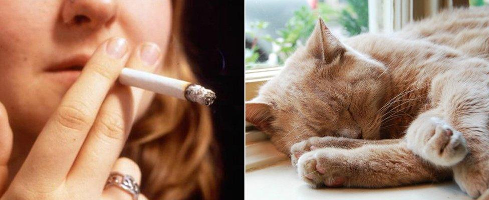 picture collage of woman holding a cigarette close to her mouth and a cat sleeping