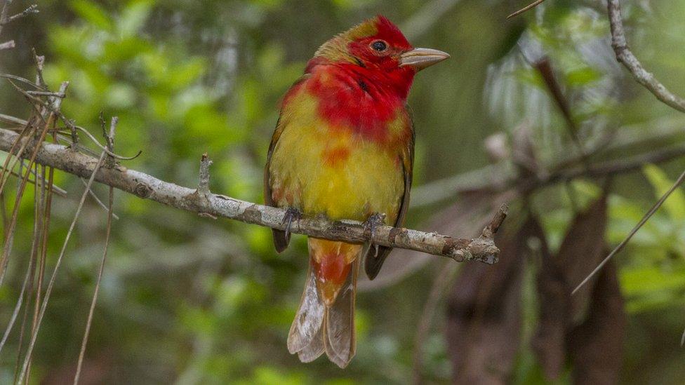 Summer Tanager bird