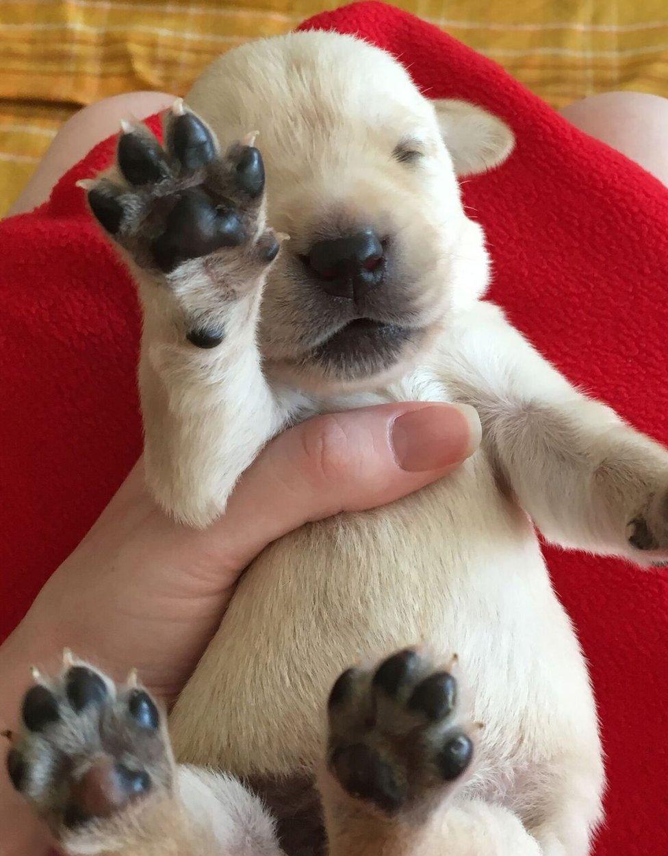 A small yellow Labrador puppy lying on its back on a blanket