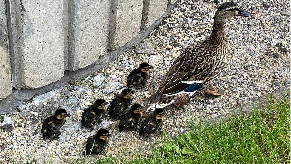 Mother and ducklings