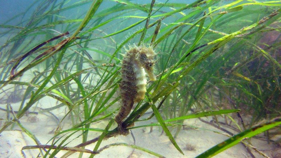 A seahorse amongst seagrass off the Sussex coast