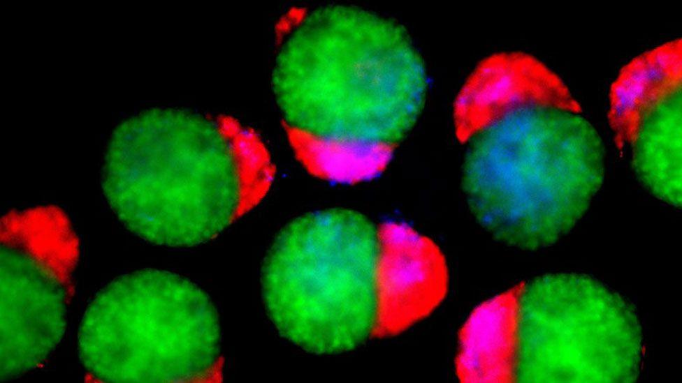 Hematoids on day four, displaying derivatives of the three germ layers - ectoderm (green), mesoderm (blue), and endoderm (red) - that establish the foundation of the human body. They are bright green and red blobs against a dark background.