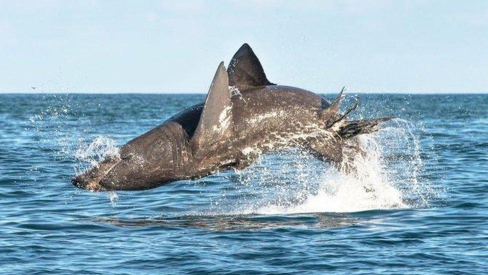 Breaching basking shark