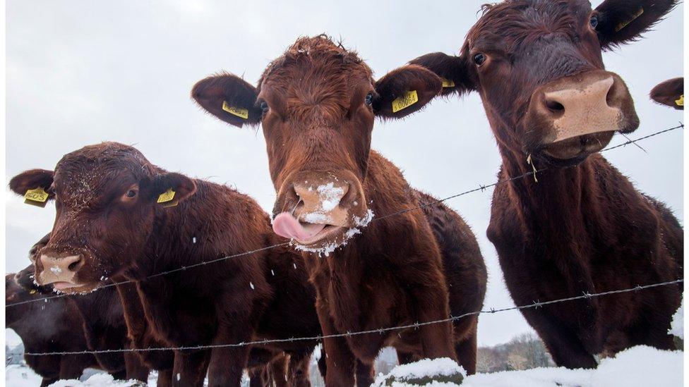 Cows in the snow