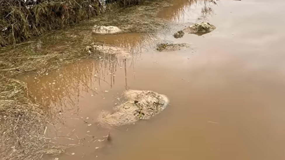 Drowned sheep