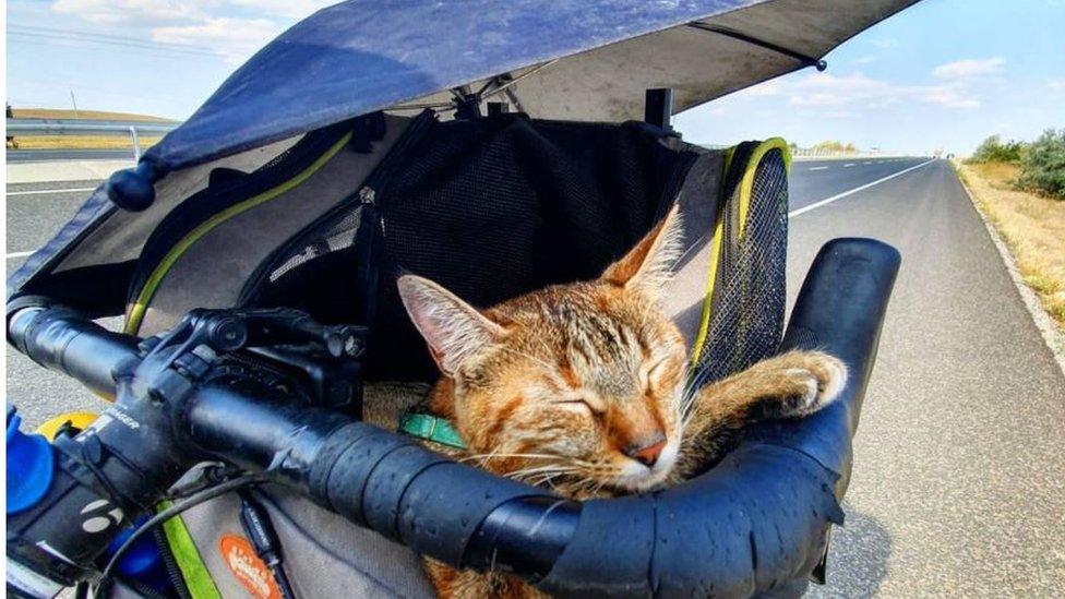 Just a cat, a bike and the open road