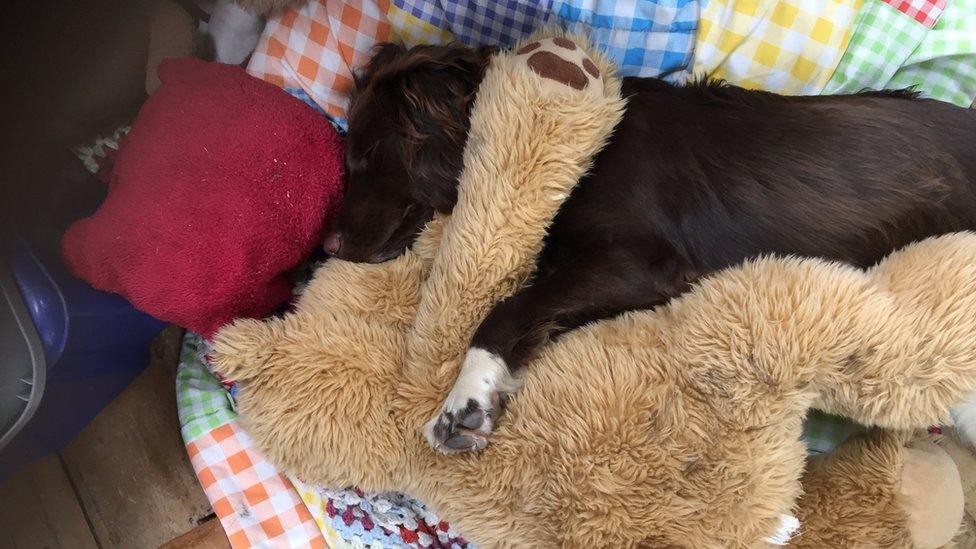 Springer spaniel