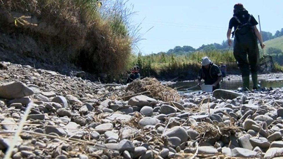 Baking heat has exposed the river bed