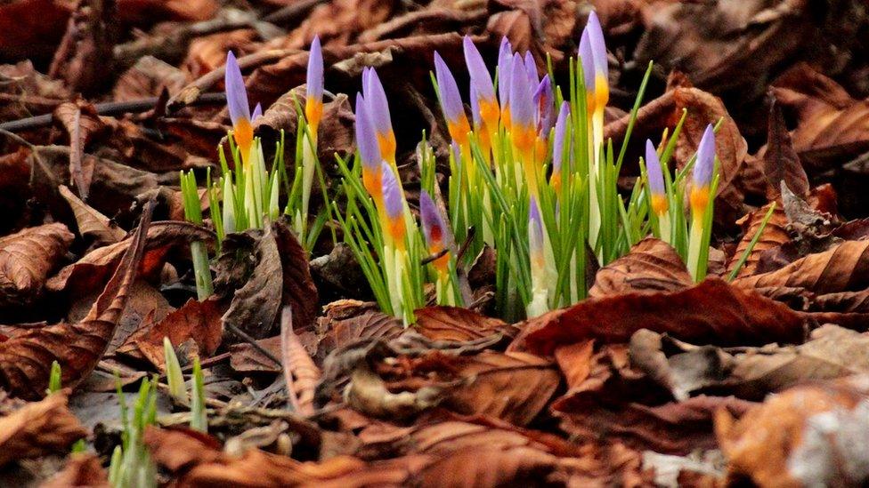 Crocus starting to bloom